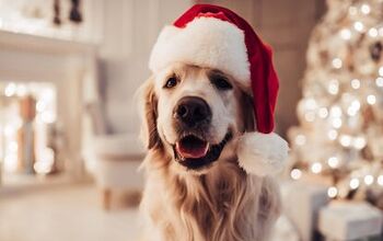 Not-So-Jolly Holiday Dangers for Dogs