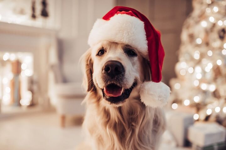 not so jolly holiday dangers for dogs