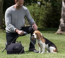 jaguar releases an exclusive line of pet products perfect for pampered