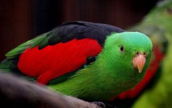 Red Winged Parrot