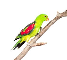 パロットコンプリートスキン/Red winged Parrot パロットコンプリートスキン/Red winged Parrot