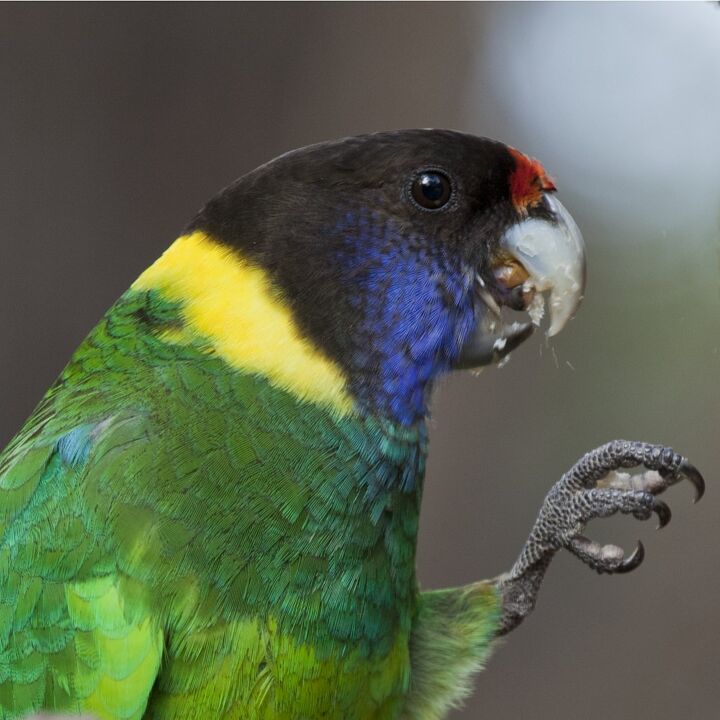 port lincoln parrot