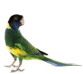 port lincoln parrot