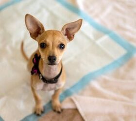 Pee Problems: A Pro Shares How to Housetrain Any Dog