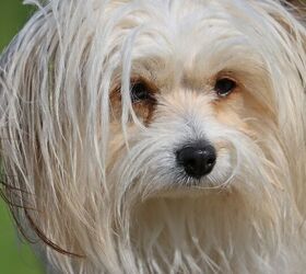 Chinese cheap crested maltese