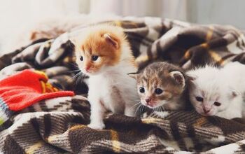 How to Set Up the Perfect Environment for Foster Kittens