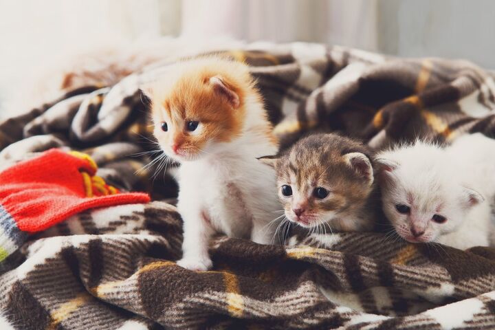how to set up the perfect environment for foster kittens