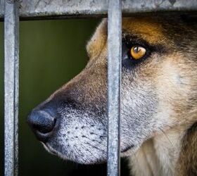 New Federal Law Makes Threatening Pets Punishable by Prison