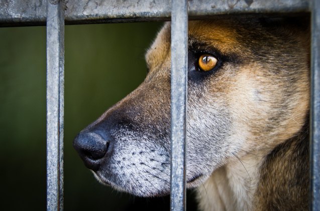 new federal law makes threatening pets punishable by prison