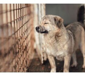 Congress Passes Laws To Fully Prohibit Eating Dog and Cat Meat