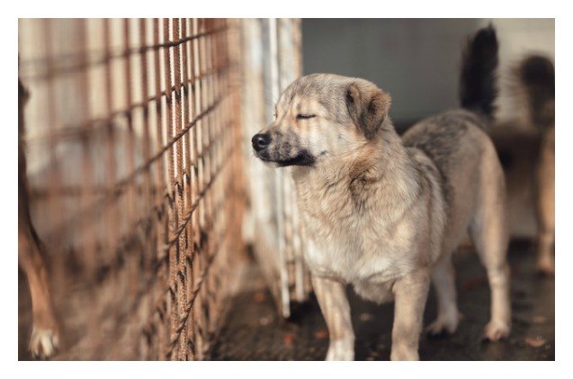 congress passes laws to fully prohibit eating dog and cat meat