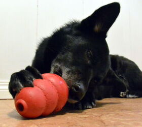 Are Dog Peanut Butter and Dog-Specific Kong Fillers Worth It?