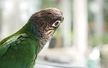 Pearly Conure