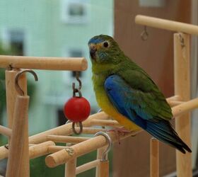turquoise parrot