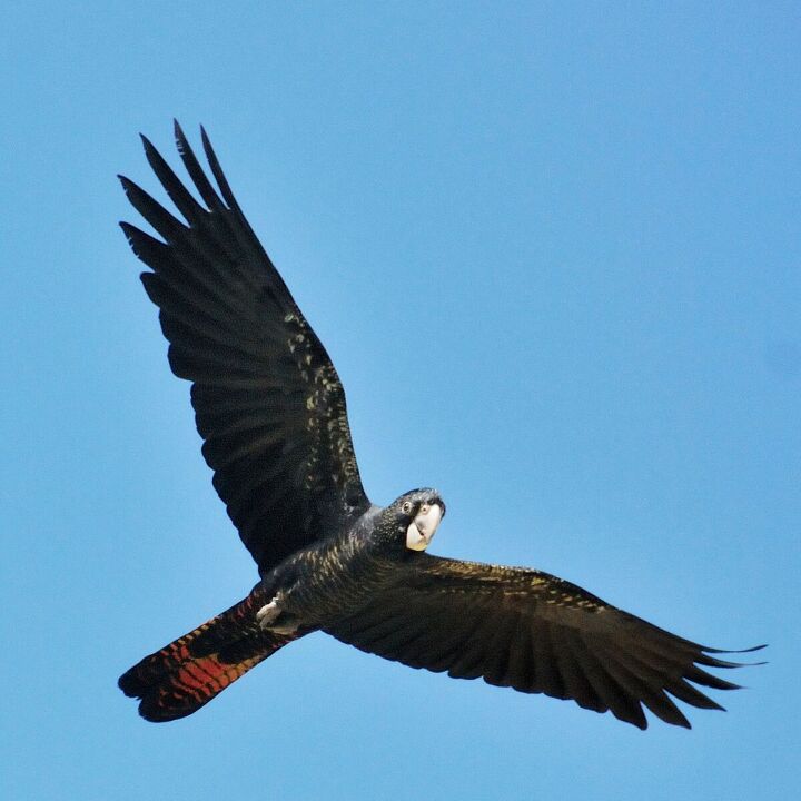 glossy black cockatoo