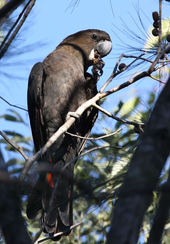 glossy black cockatoo