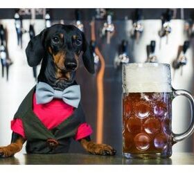 New Jersey State Senate Wants You To Take Your Dog For A Brewski