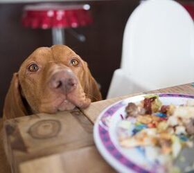 How to Stop Your Dog From Begging at the Table