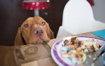 How to Stop Your Dog From Begging at the Table