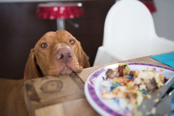 how to stop your dog from begging at the table