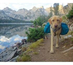 New Survey Results Reveal Idaho as the Most Dog-Friendly State In Amer