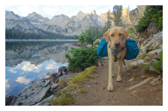 new survey results reveal idaho as the most dog friendly state in america