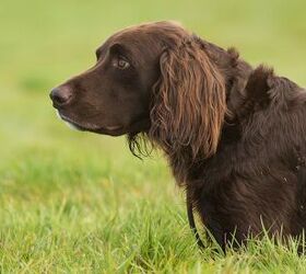 German Longhaired Pointer Dog Breed Health, Temperament & Puppies -  PetGuide | PetGuide