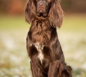 Long haired english store pointer