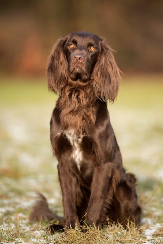 german longhaired pointer