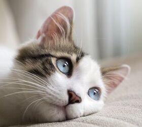 Paralysis in Cats: Causes and Treatments