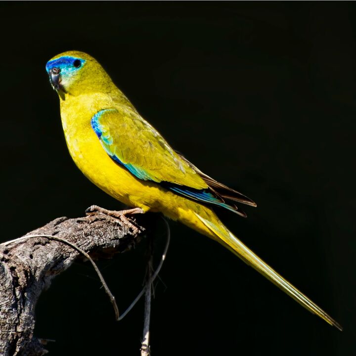 Rock Parrot Health Personality Sounds and Colors PetGuide