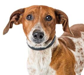 Red sales terrier mix