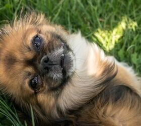 faktureres rester gryde Tibetan Spaltese Dog Breed Health, Temperament, and Puppies - PetGuide |  PetGuide