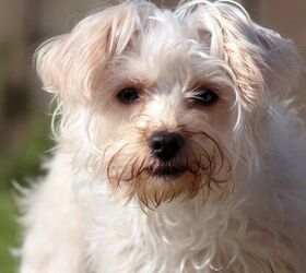 Tibetan spaniel x sales poodle