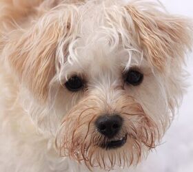 Tibetan terrier cheap maltese mix