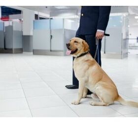 TSA To Use Floppy-Eared Dogs At Airports Because They Look Less Scary 