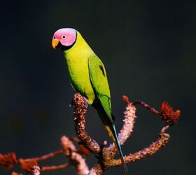 blossom headed parakeet