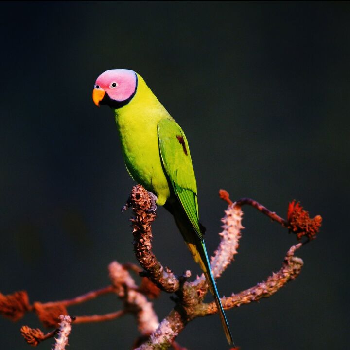 blossom headed parakeet