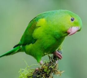 parakeet sounds
