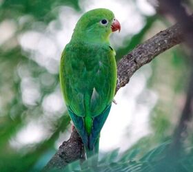 plain parakeet