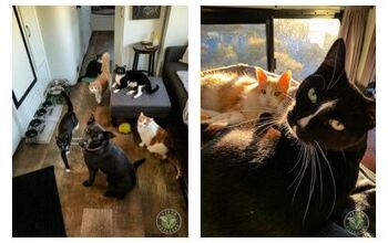 These Voyagers Live on the Road With 5 Cats and Love Every Minute of I