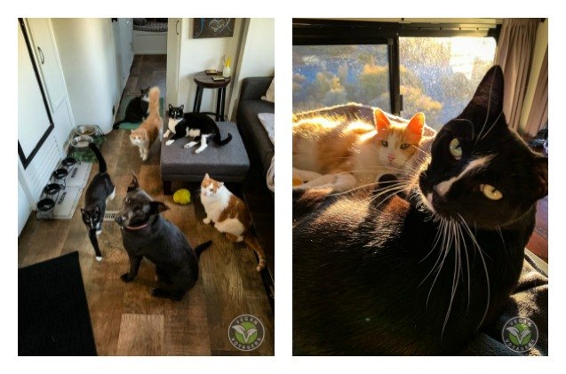 these voyagers live on the road with 5 cats and love every minute of it