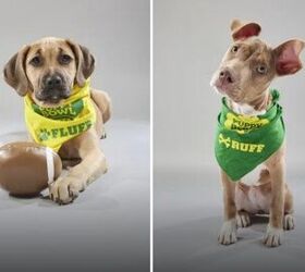 Puppy Bowl XV Announces Its Starting Lineup [Video]