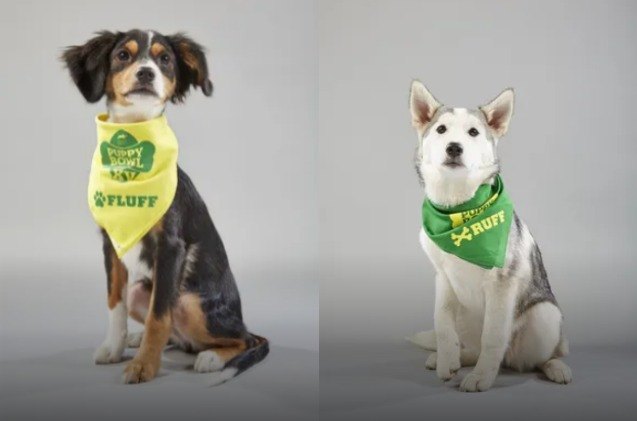 puppy bowl xv announces its starting lineup video