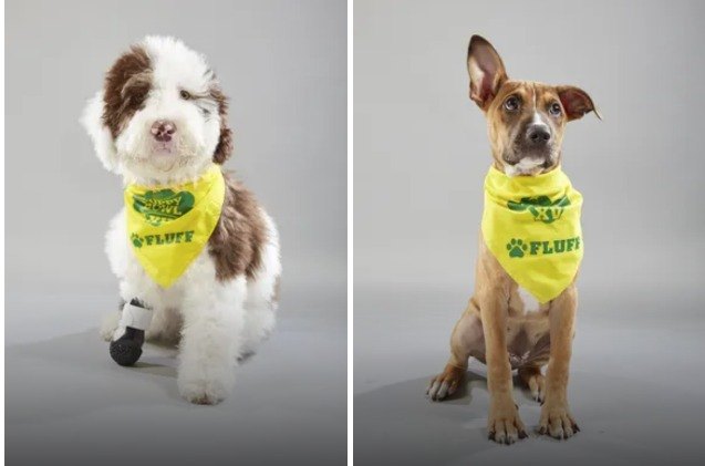 puppy bowl xv announces its starting lineup video