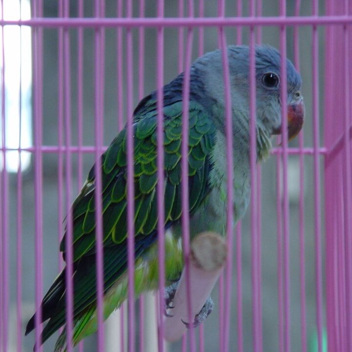 blue rumped parrot