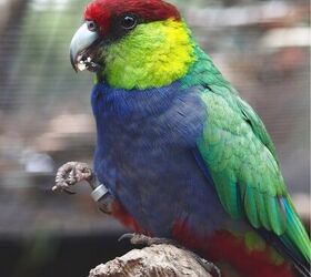 red capped parrot