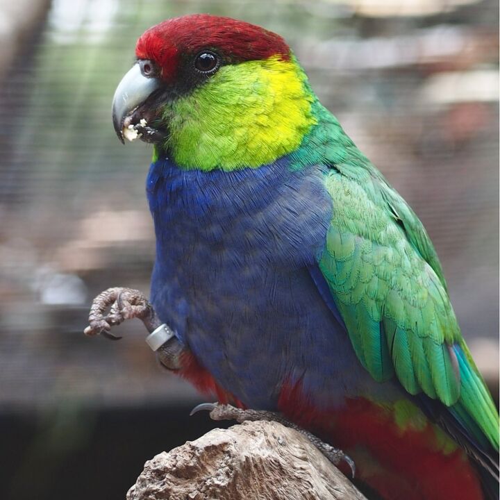 red capped parrot
