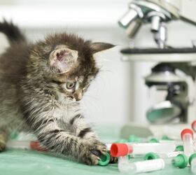 First Ever DNA Test for Cats Hopes to Prevent Health Issues in Felines
