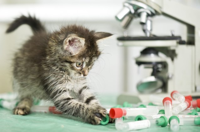first ever dna test for cats hopes to prevent health issues in felines